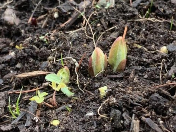 MIlkweed sprouts