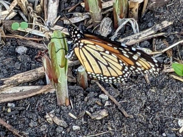 Monarch laying eggs on milkweed sprouts