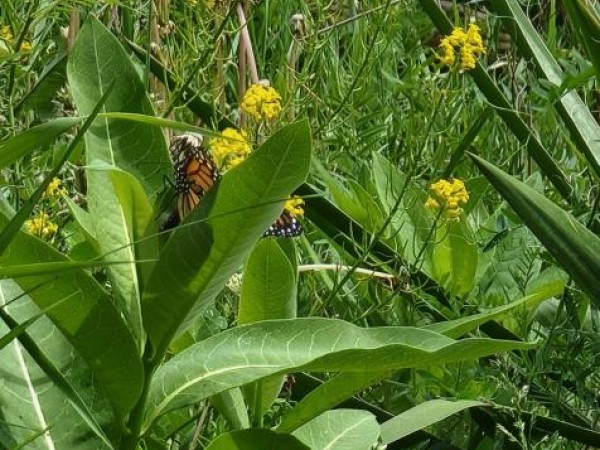 Monarch laying eggs in New Hampshire