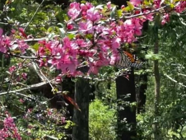 Monarch butterfly nectaring on crabapple blossom
