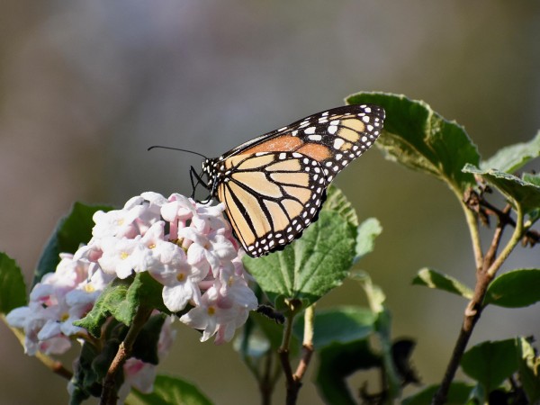 Monarch Butterfly nectaring on vibranium bush