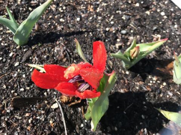 tulips blooming in Alaska