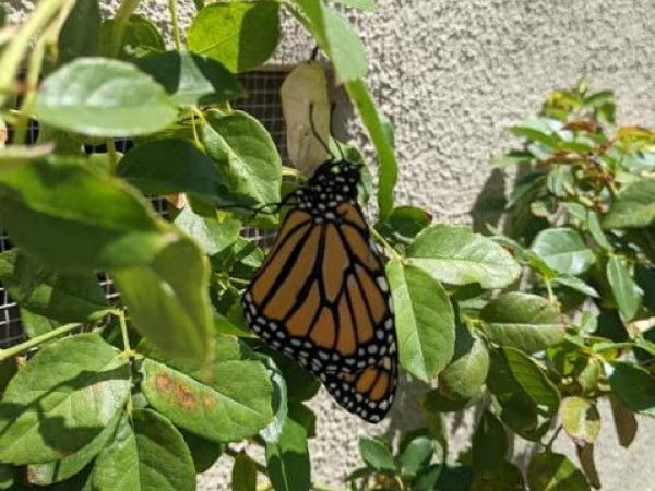 Eclosed monarch butterfly
