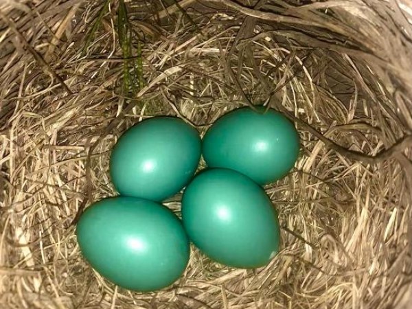 American Robin eggs 