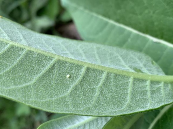 Monarch egg on milkweed 