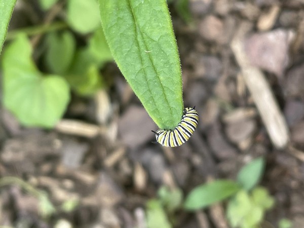 Monarch larva in Tennesee