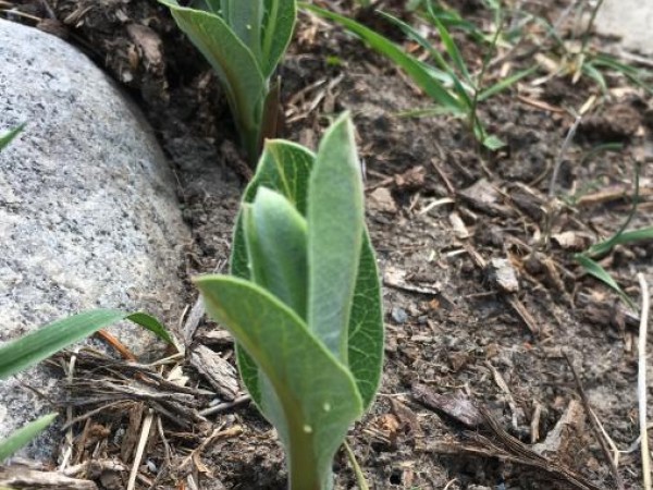 Monarch eggs on milkweed 