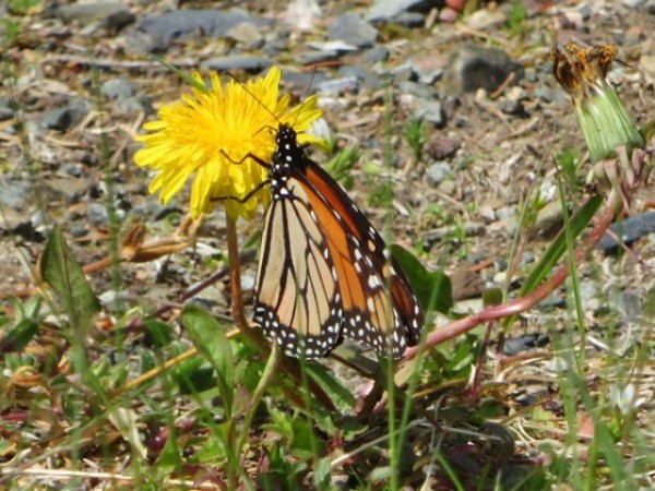 Monarch nectaring on dandelion 