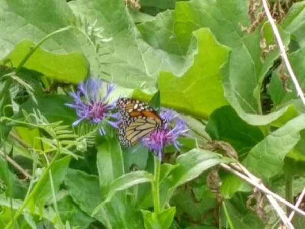 nectaring monarch