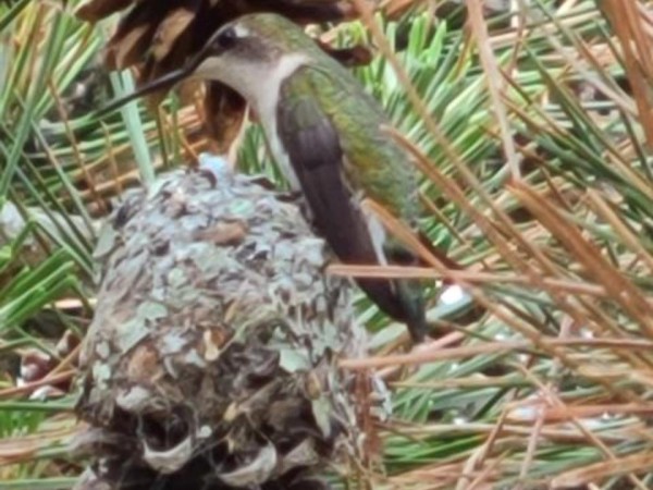 Ruby-throated Hummingbird nest