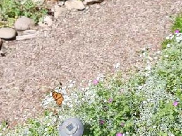 Monarch butterfly in Idaho