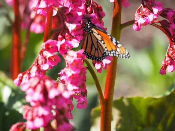 Monarch nectaring on bergenia