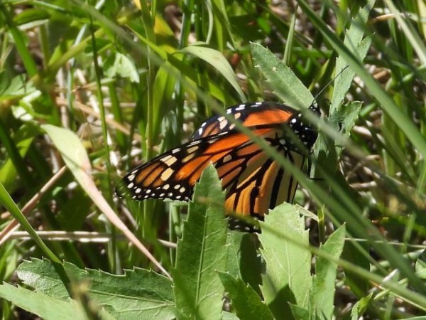 Monarch butterfly resting on grass in California