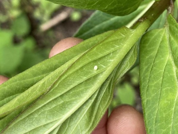 Monarch egg on milkweed