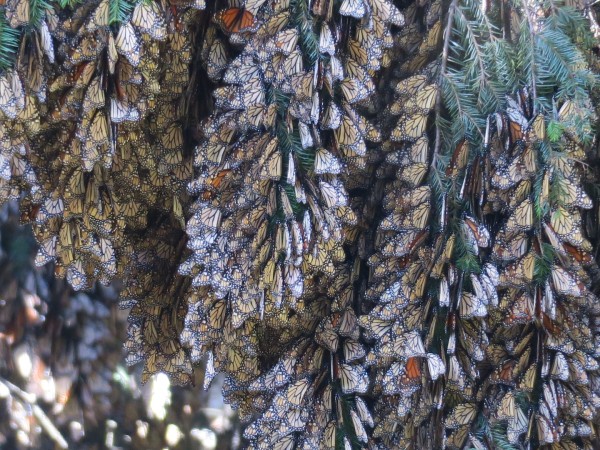 Clusters of monarchs in the Monarch Butterfly Biosphere Reserve