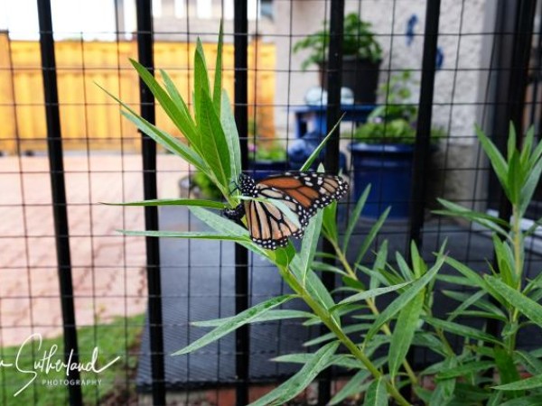 Monarch on milkweed in Winnipeg