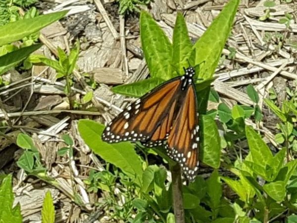 Monarch in New Brunswick