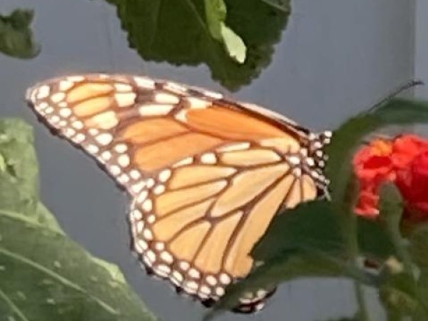 Monarch in California