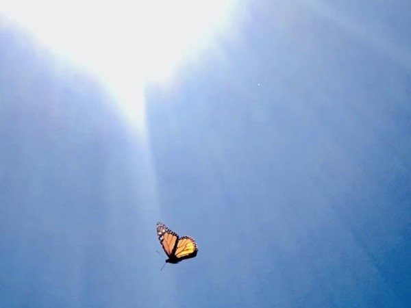 Monarch flying in Utah
