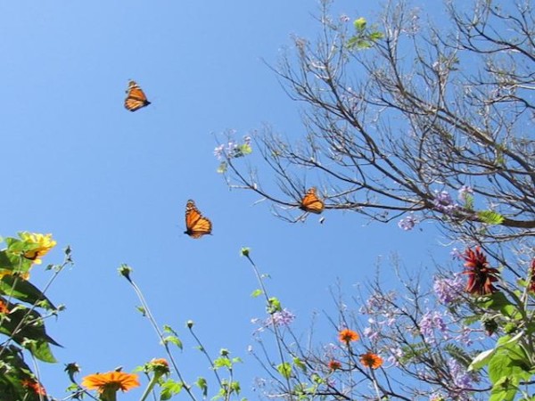 Monarchs in California