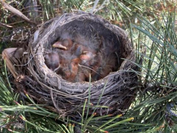 American Robin nestlings
