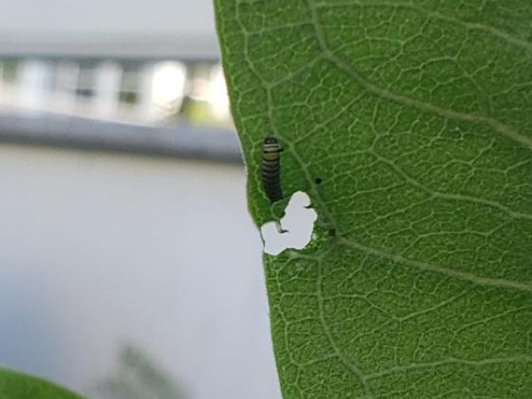Larva on milkweed 