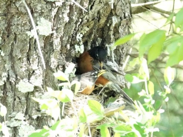 American Robins at nest
