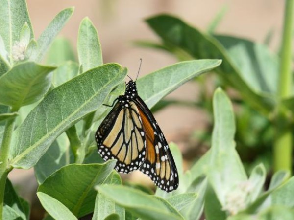 Monarch on showy milkweed in Oregon