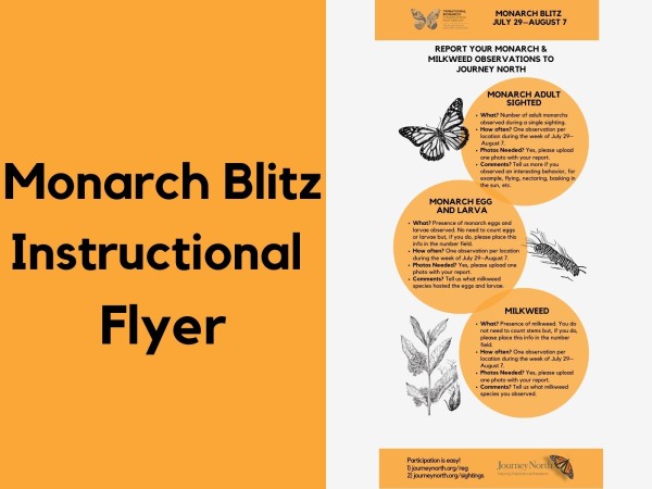 2022 Monarch Blitz Instructional Flyer