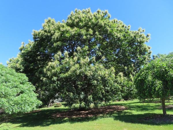American Chestnut Tree