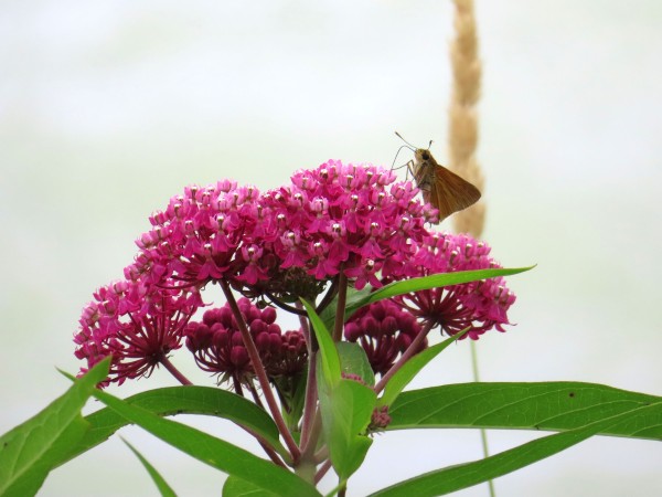 Butterfly on Swamp Milkweed