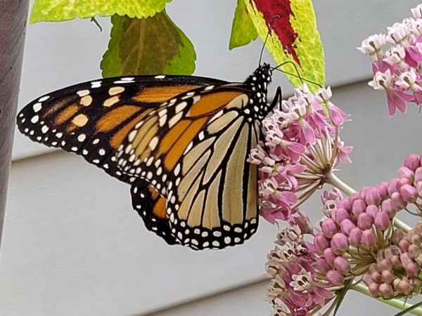 Monarch nectaring on swamp milkweed