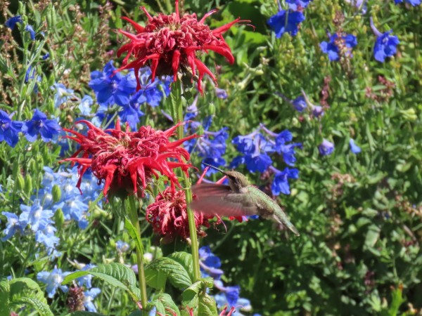 female hummingbird busy nectaring on red and purple flowers