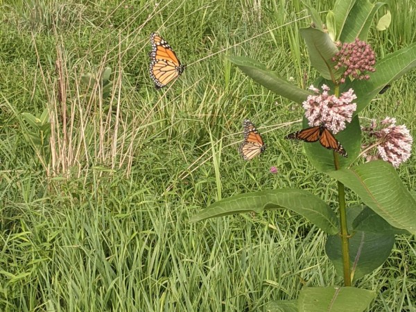 Monarchs and milkweed