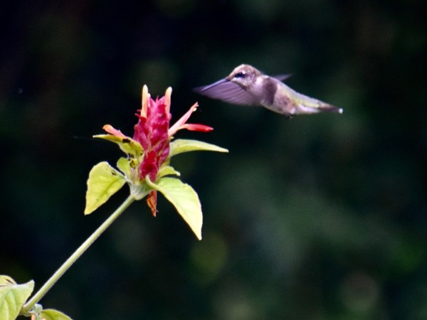 Ruby throated hummingbird nectaring on flowers from shrimp plant