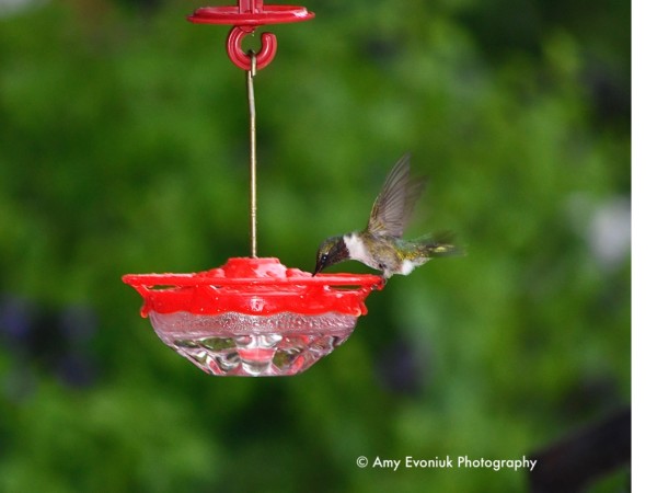 Ruby throated hummingbird at hummingbird feeder
