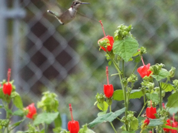 hummingbird nectaring on red Turk's cap flowers 