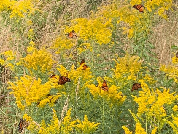 Monarchs nectaring on goldenrod