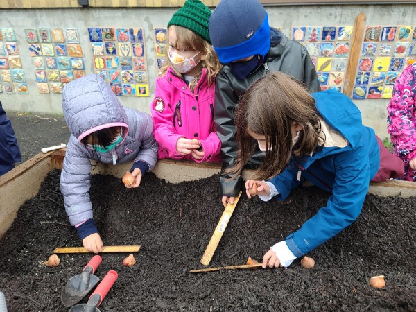 Students planting tulips 