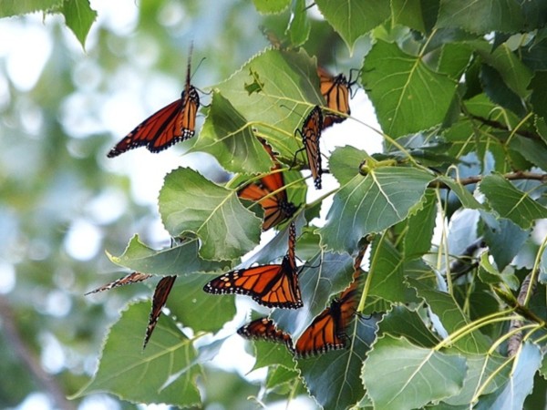 roosting monarchs on standing cedar trees
