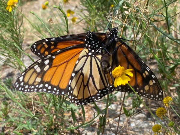 mating monarchs