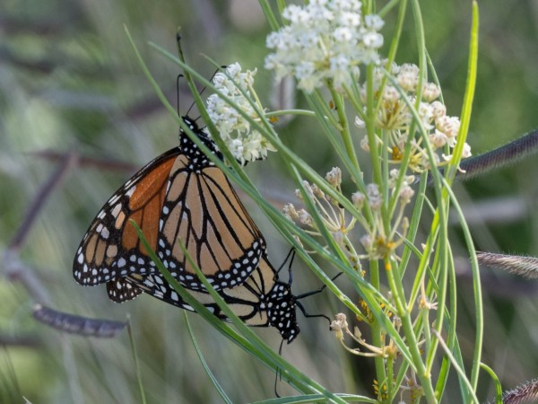 monarchs mating on horsetail milkweed