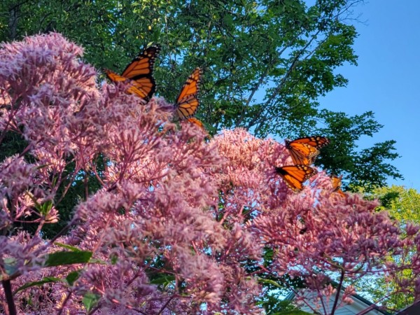 monarchs nectaring on milkweed