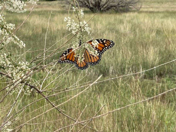 monarch sunning itself on antelope horn milkweed