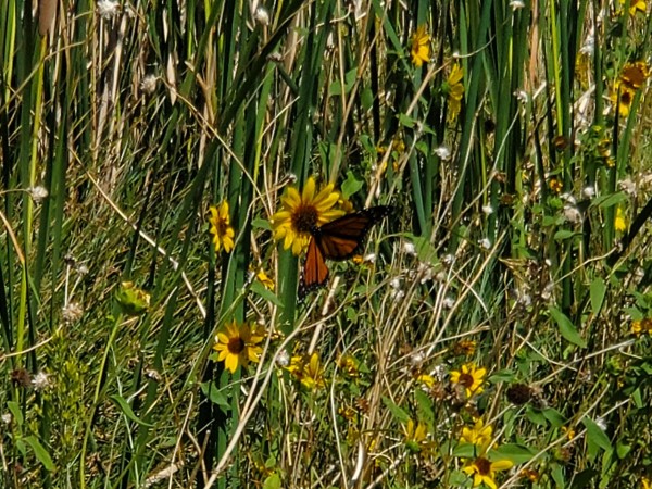 Sunflowers & Monarchs in Big Pine, CA 