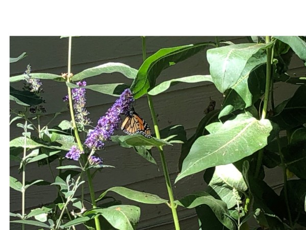 monarch necataring