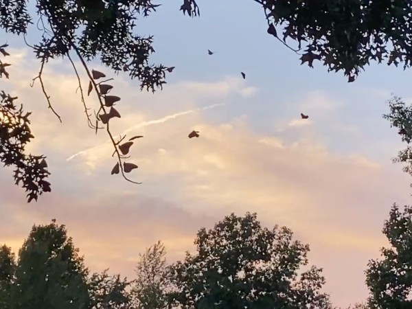 Monarchs flying high