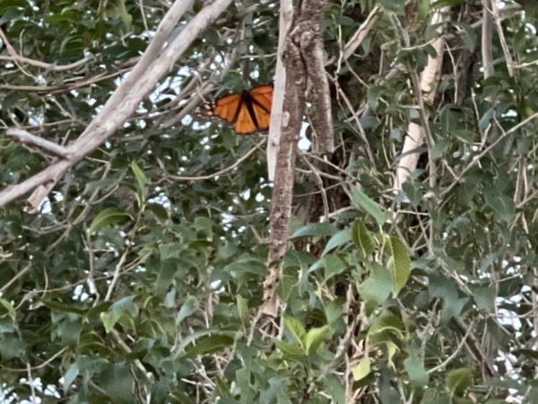 monarchs flying in large groups 