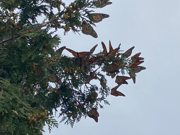 monarch roost