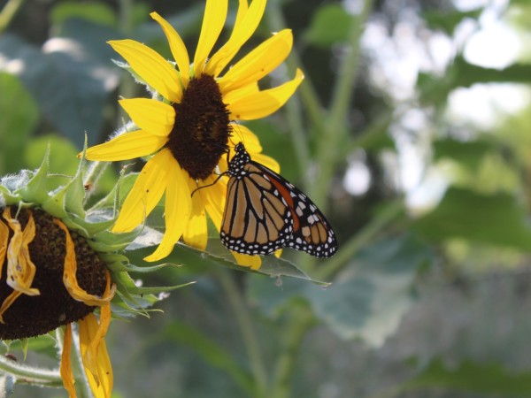 monarch and sunflowers in Palouse, WA